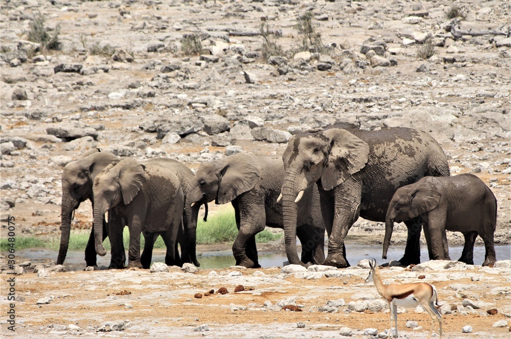 Fototapeta premium Elephant family is bathing, drinking and having fun at etosha nationalpark, Namibia