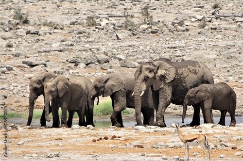 Elephant family is bathing, drinking and having fun at etosha nationalpark, Namibia photo