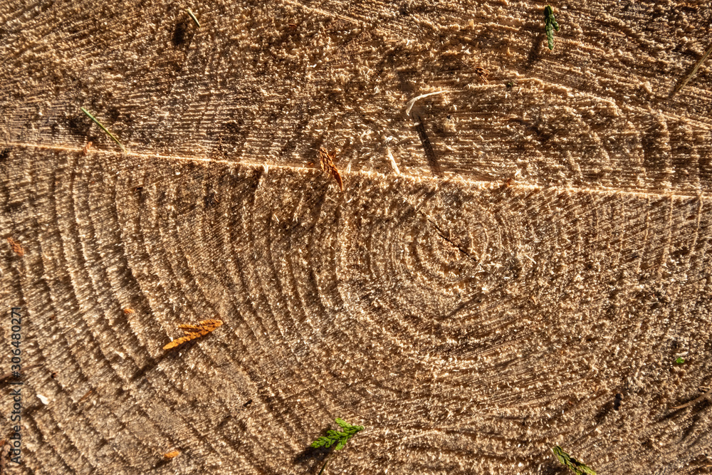 Fototapeta premium Wood texture, woodcut circular section with annual rings , natural background.