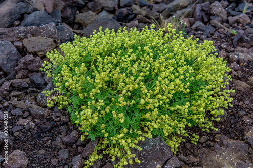 Close-up of flowers in green and yellow against a background of dark stones