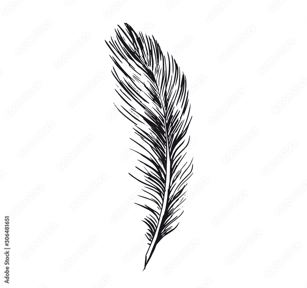 Feather on white background. Hand drawn illustration.