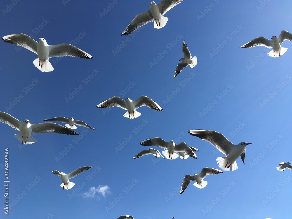 Obraz premium カモメ Seagull