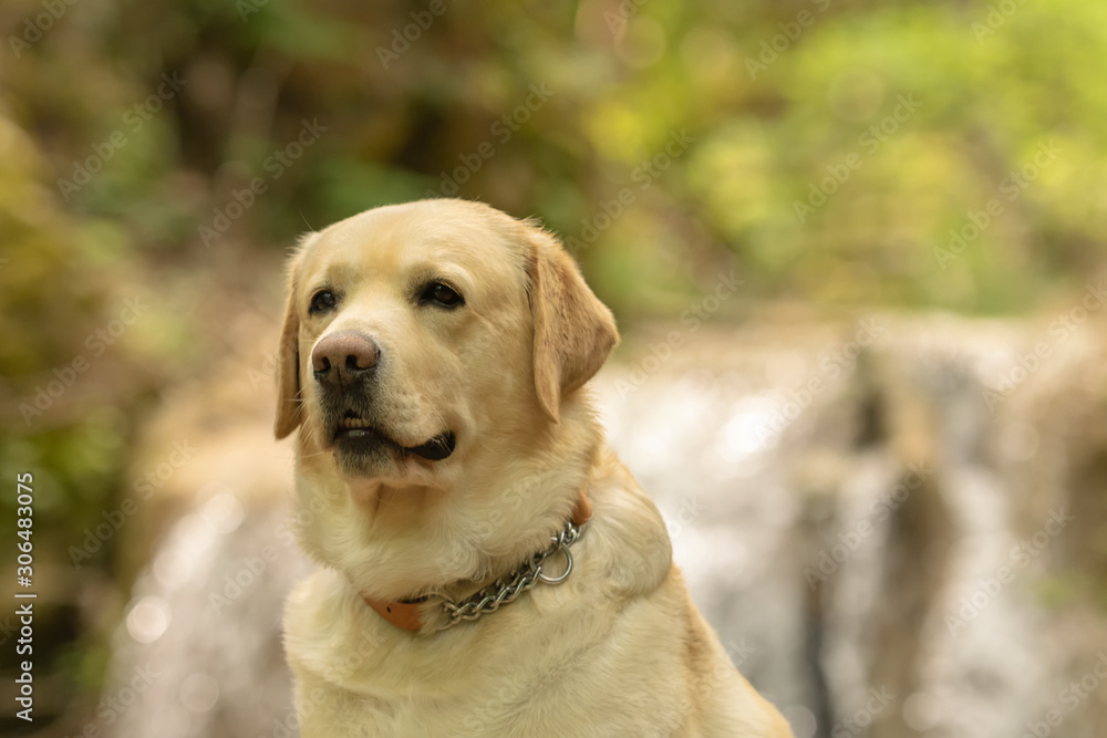 Close up of labradot dog portrait against a waterfall.