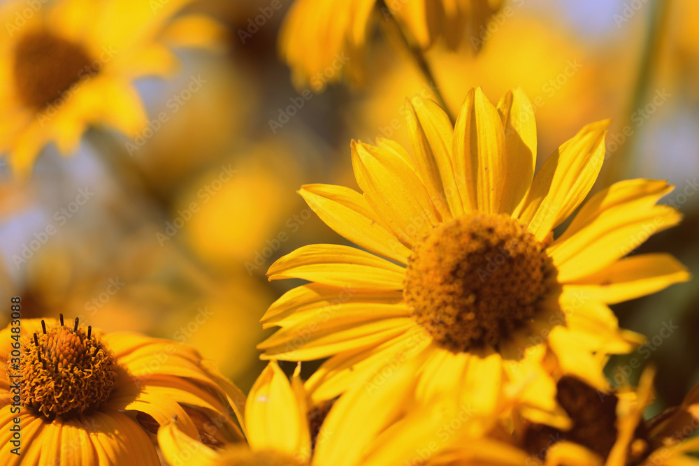 Yellow Rudbeckia flowers on a sunny day close-up. Retro style toned Yellow Rudbeckia flowers on a sunny day close-up. Retro style toned