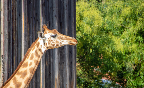 Canvas Print giraffes