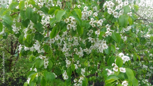 Wallpaper Mural white flowers in the garden Torontodigital.ca
