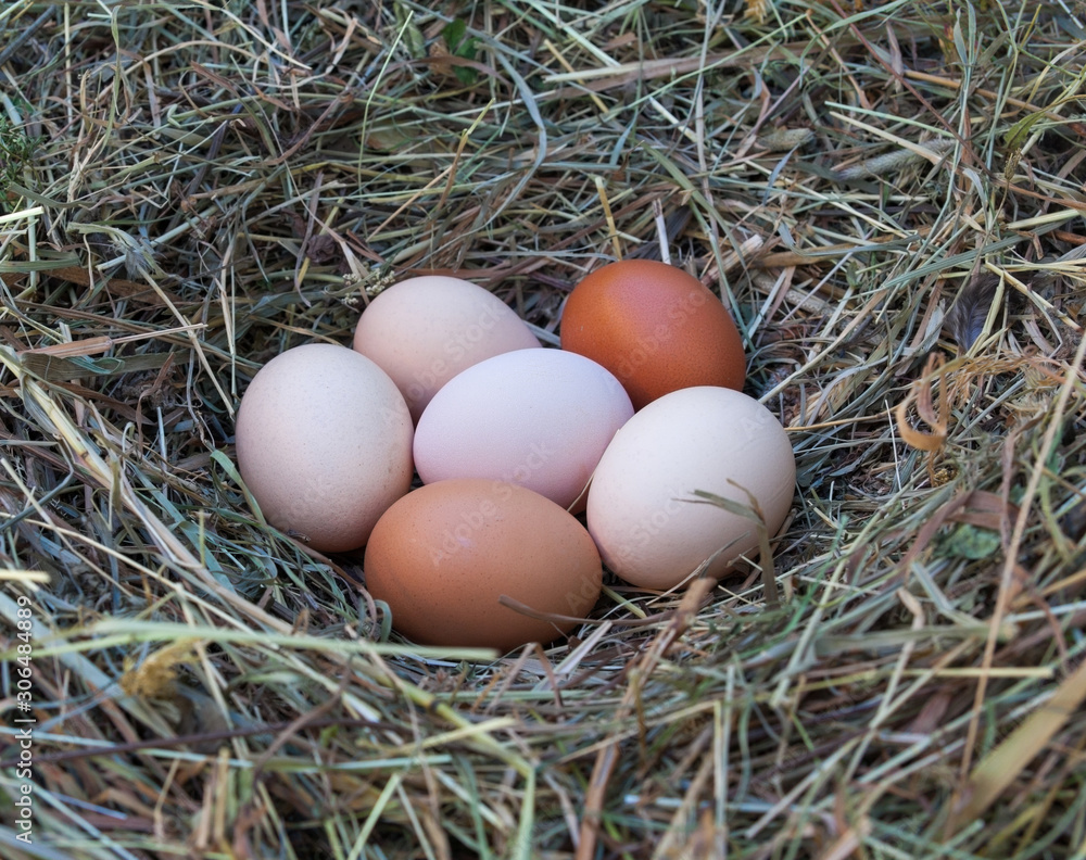 Hen's eggs in the hay nest Hen's eggs in the hay nest