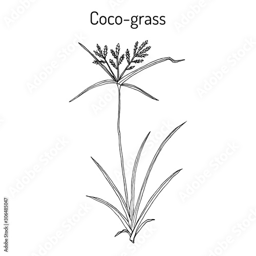 Coco-grass Cyperus rotundus , or purple nut sedge, medicinal plant