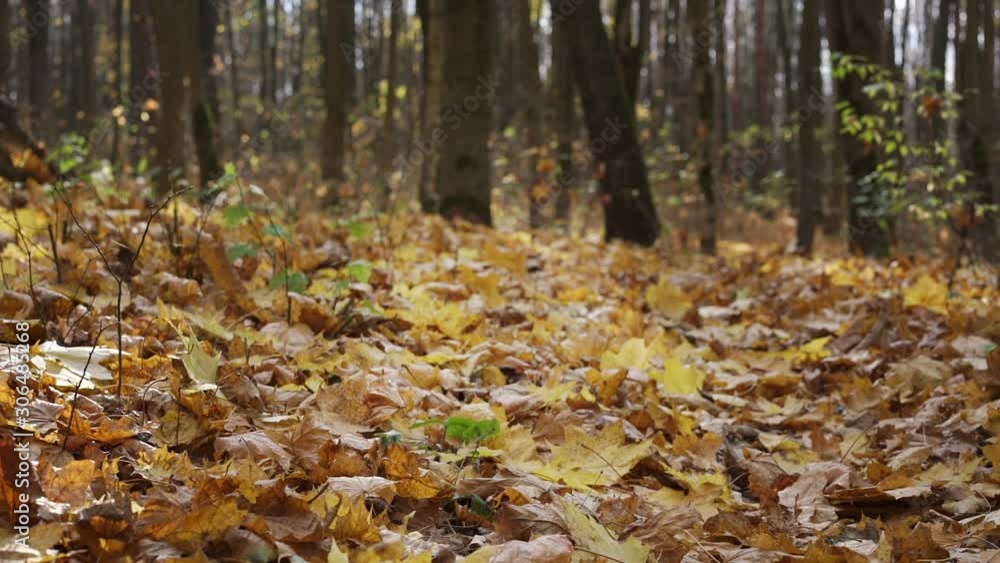 yellow and brown leaves fall down on park golden carpet ground against dense trees and small bushes slow motion yellow and brown leaves fall down on park golden carpet ground against dense trees and small bushes slow motion