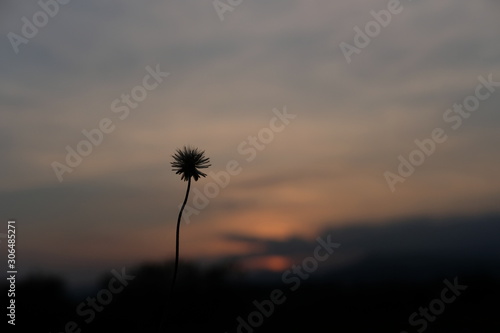tridax procumbens - coatbuttons flower at sunset time