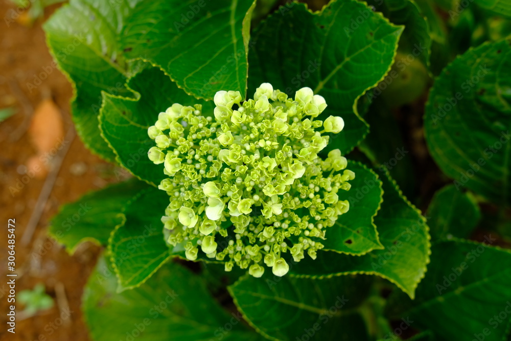 top view of green yellow hydrangea macrophylla (Thunb.) Ser flower top view of green yellow hydrangea macrophylla (Thunb.) Ser flower