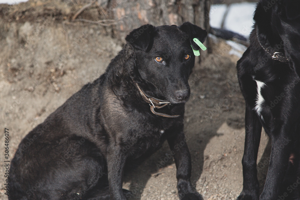 Homeless black dog in Siberia