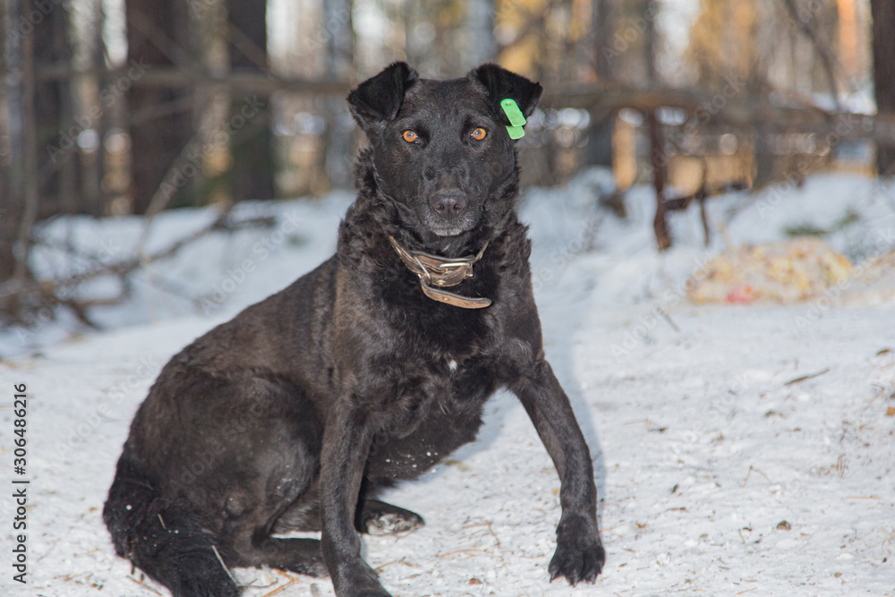 Homeless black dog in Siberia