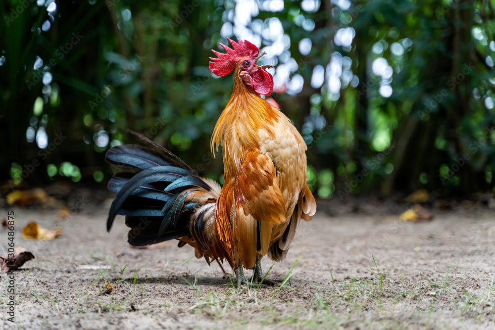 Rooster crows. Big Rooster crowing on the ground of farm. Horizontal photo of a male Colorful Rooster crowing with tree bokeh background. Rooster stands and crowing in the countryside.