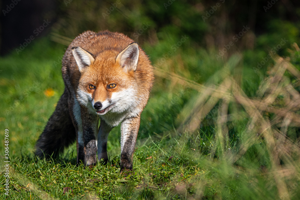 Naklejka premium red fox