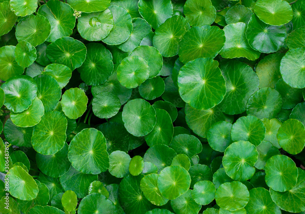 Beautiful background of Centella asiatica, Herbal medicine leaves of Centella asiatica known as gotu kola. Close up Gotu kola leaves. fresh green leaf texture background. Beautiful background of Centella asiatica, Herbal medicine leaves of Centella asiatica known as gotu kola. Close up Gotu kola leaves. fresh green leaf texture background.