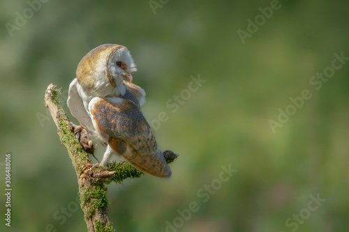 Beautiful Barn owl (Tyto alba) with a prey on a branch. Blurry green Bokeh background. Noord Brabant in the Netherlands. Writing space.