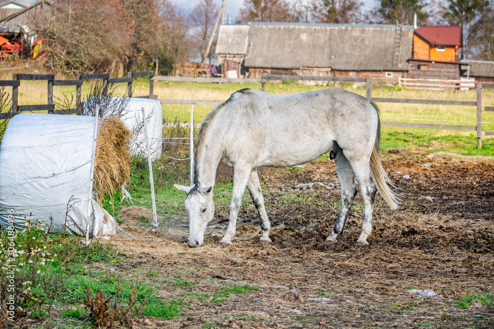 Obraz premium White horse in a farm yard