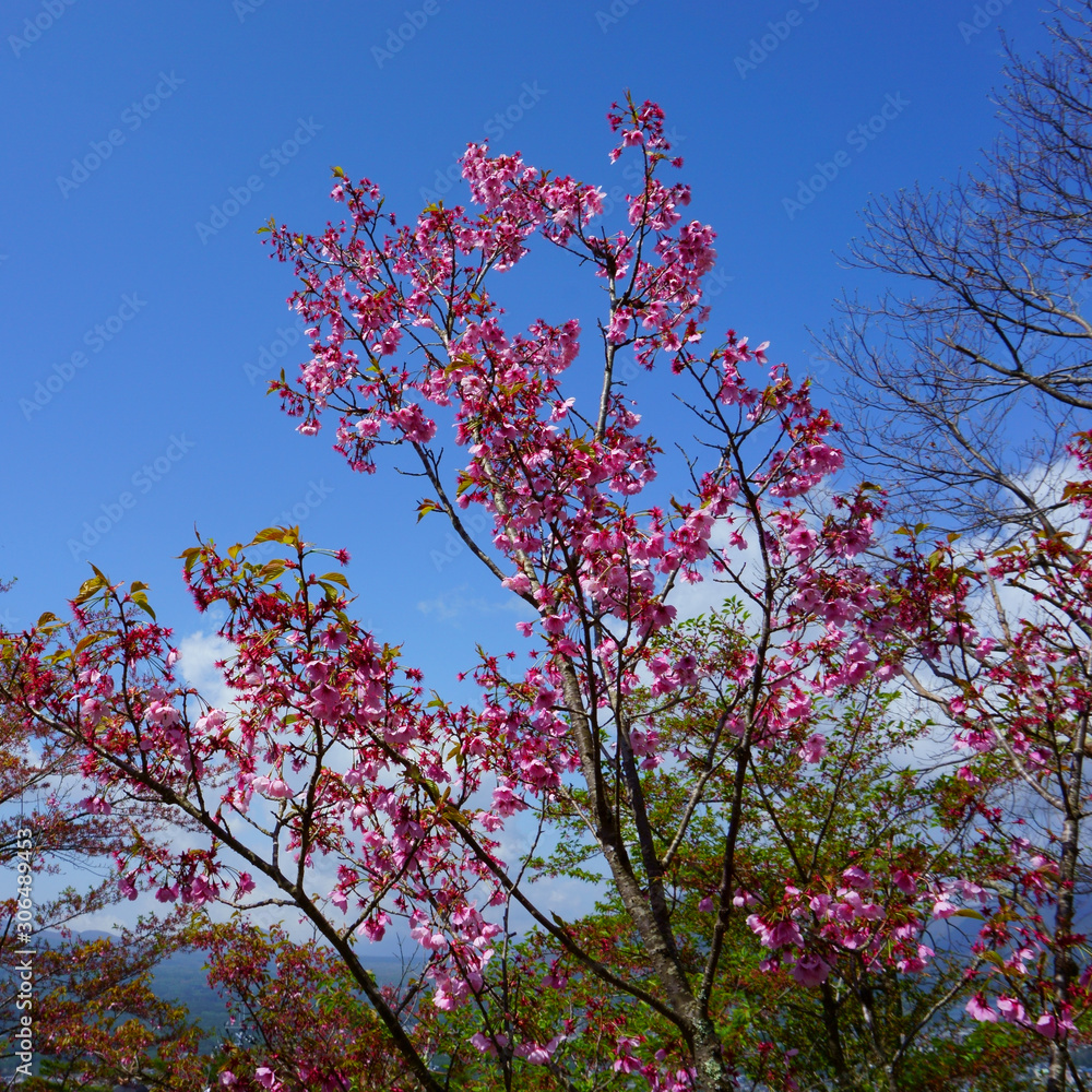 Thin Sakura tree branch with pink flowers