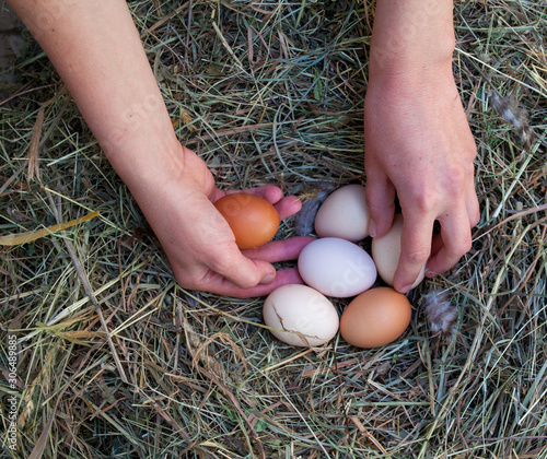 Hands taking the hen's eggs from the nest