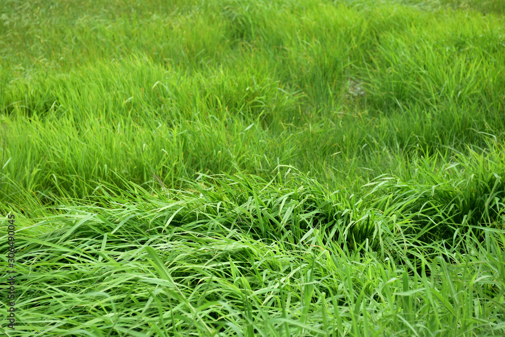The green field view is used as a background image. The green field view is used as a background image.
