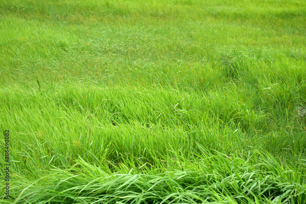 green field in nature