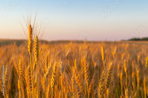 Wheatfield of gold color in evening sunset.