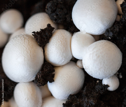 Button mushrooms in the ground