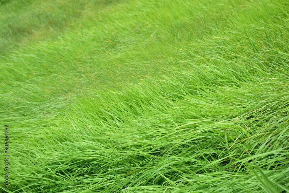 Fototapeta premium green field in nature