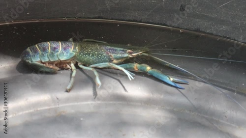 Crayfish in water container with sunlight. The female with eggs under the tail. Reproduction of crayfish.
