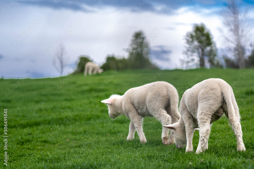 Flock Of Sheep In Green Pasture Flock Of Sheep In Green Pasture
