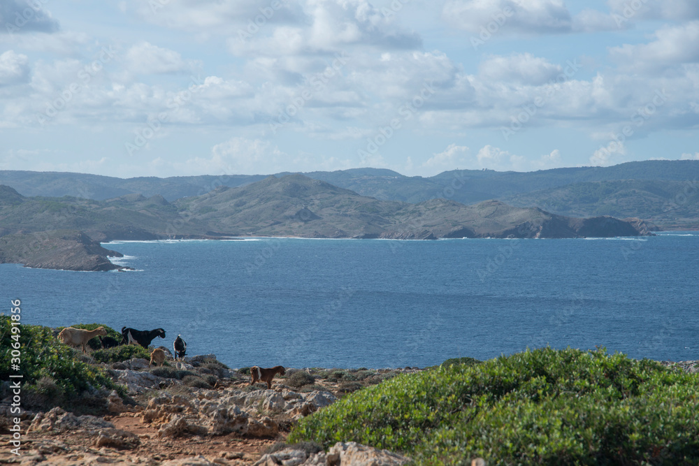 Côte rocheuse et chèvres, à proximité du cap et du phare de Cavallería, Minorque, îles Baléares