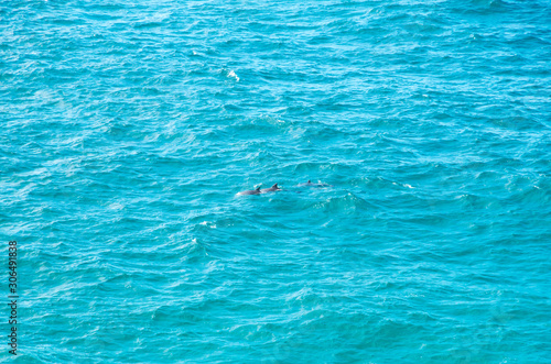 Pod of bottlenose dolphins swimming