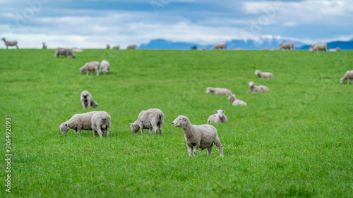 Flock Of Sheep In Agricultural Farm