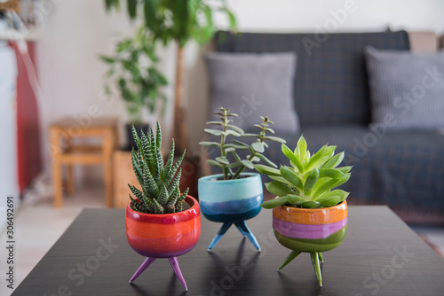 cactus and suculents in a colorful handmade ceramic pots  photo