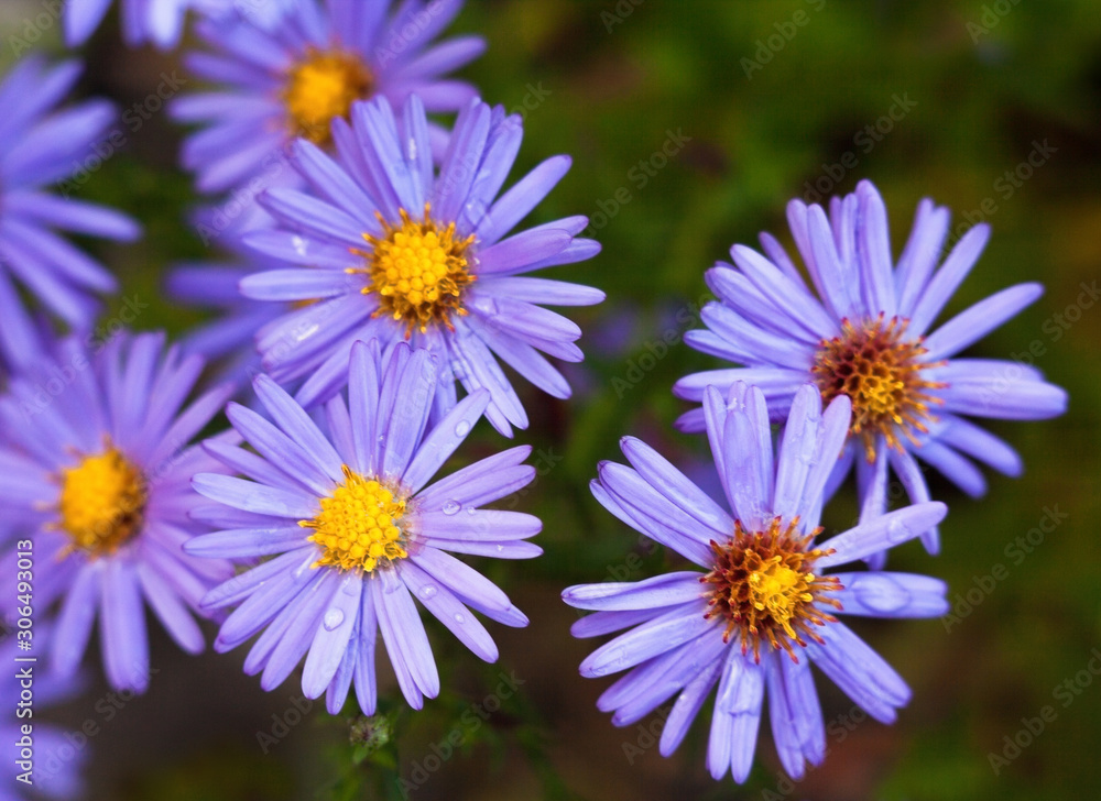 Obraz premium Blue aster flowers.