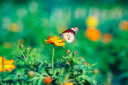 Butterfly on flower in garden