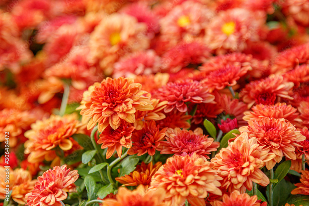 multi-colored flower beds of beautiful chrysanthemums multi-colored flower beds of beautiful chrysanthemums