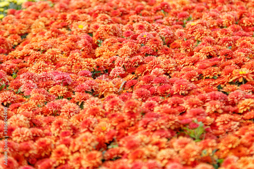 multi-colored flower beds of beautiful chrysanthemums multi-colored flower beds of beautiful chrysanthemums