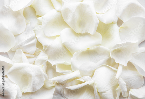 White rose petals © Olena Rudo