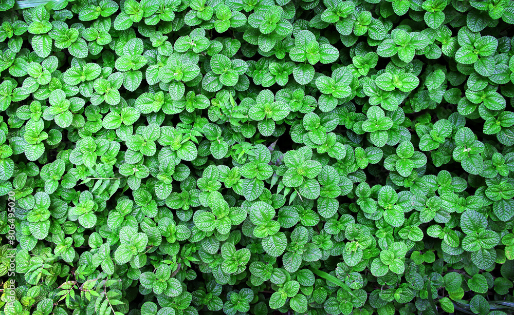 Mints or fresh green melissa officinalis field texture plants in garden top view natural summer vegetable farm background Mints or fresh green melissa officinalis field texture plants in garden top view natural summer vegetable farm background