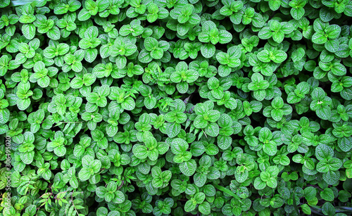 Wallpaper Mural Mints or fresh green melissa officinalis field texture plants in garden top view natural summer vegetable farm background Torontodigital.ca