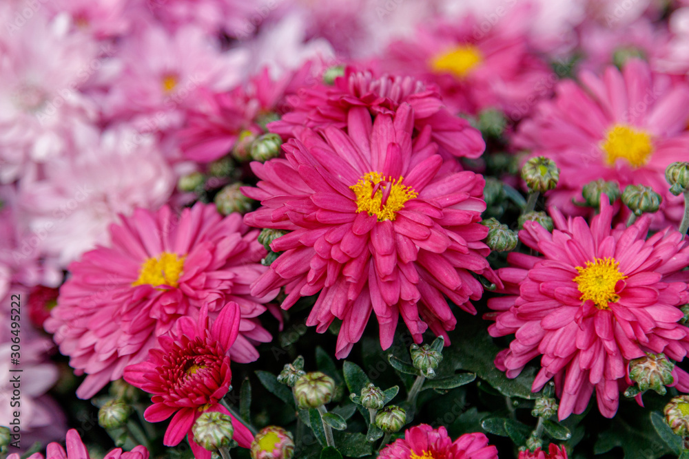 Obraz premium multi-colored flower beds of beautiful chrysanthemums