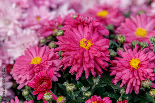 multi-colored flower beds of beautiful chrysanthemums