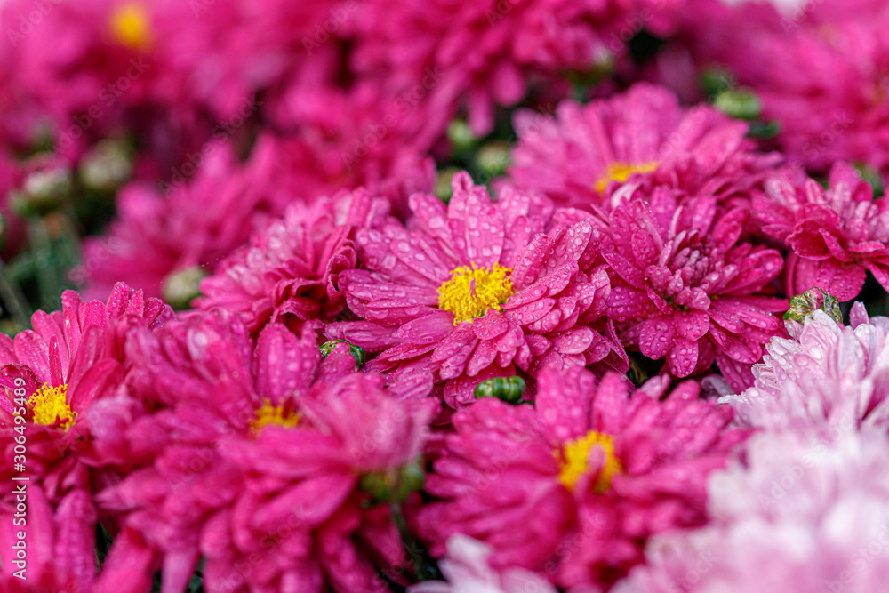Obraz premium multi-colored flower beds of beautiful chrysanthemums