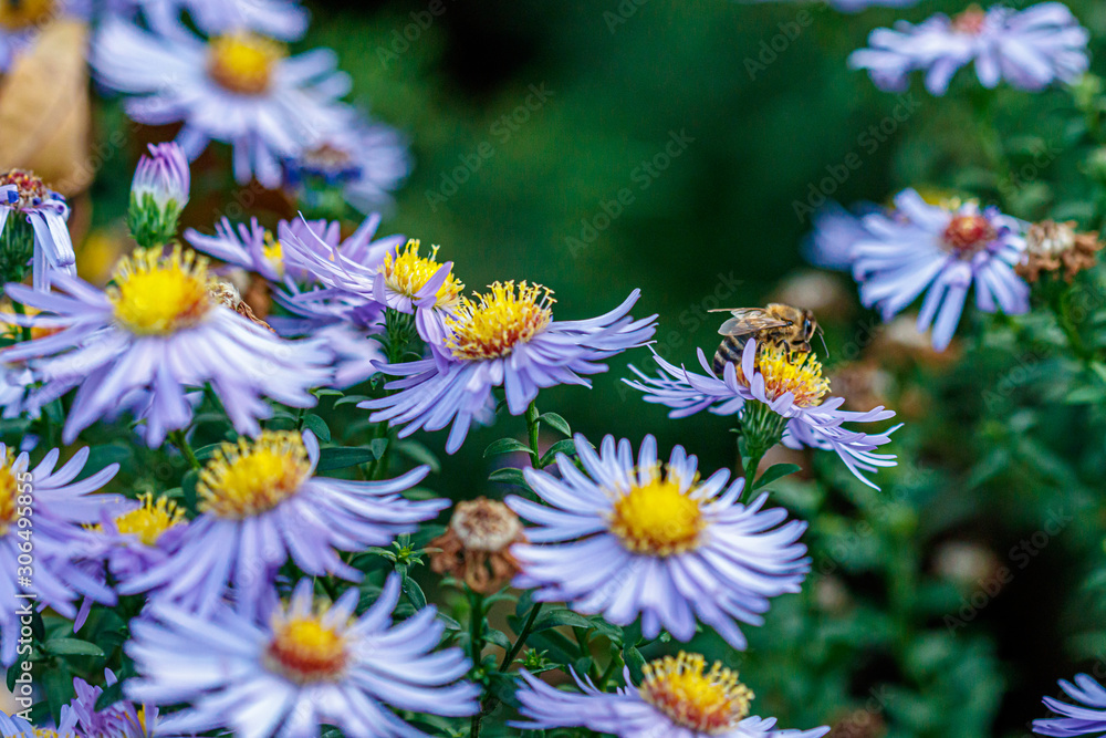 beautiful flowers on which a wasp sits beautiful flowers on which a wasp sits