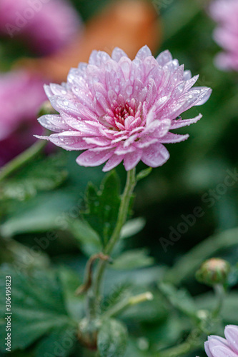 multi-colored flower beds of beautiful chrysanthemums