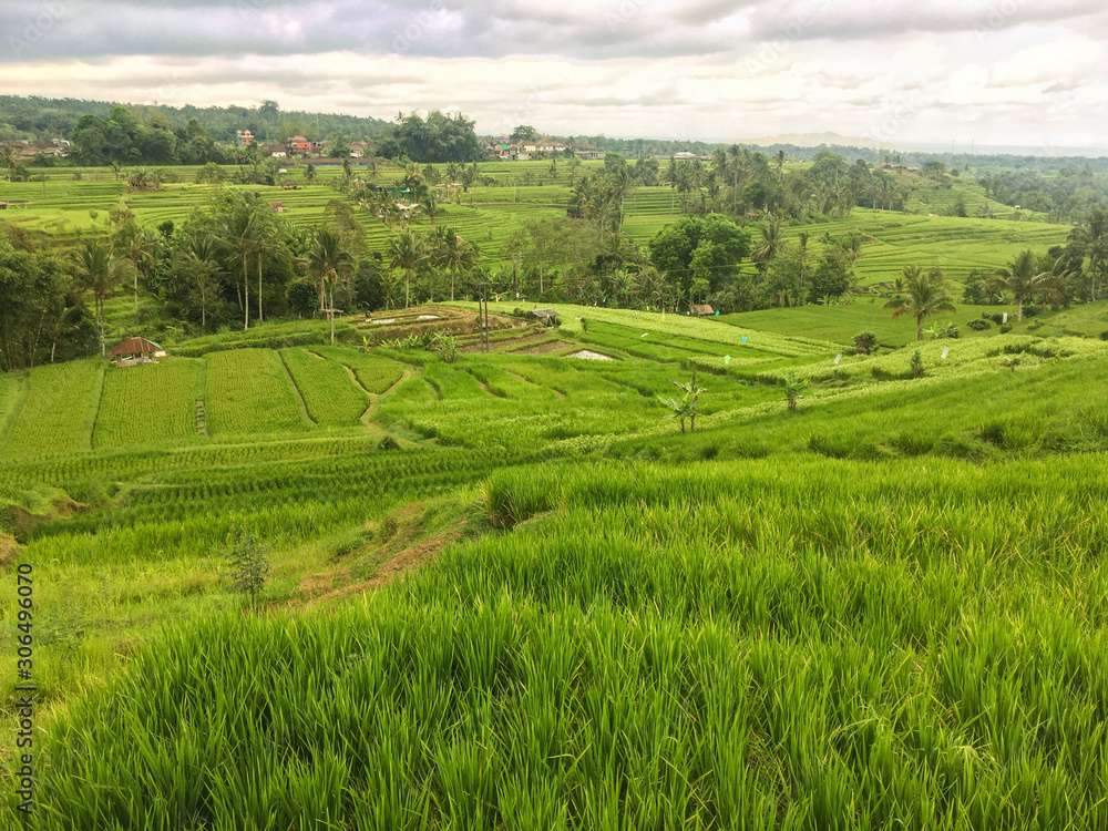 Beutiful rice growing green terraces in Jatiluwih, Bali, Indonesia, UNESCO World Heritage Site