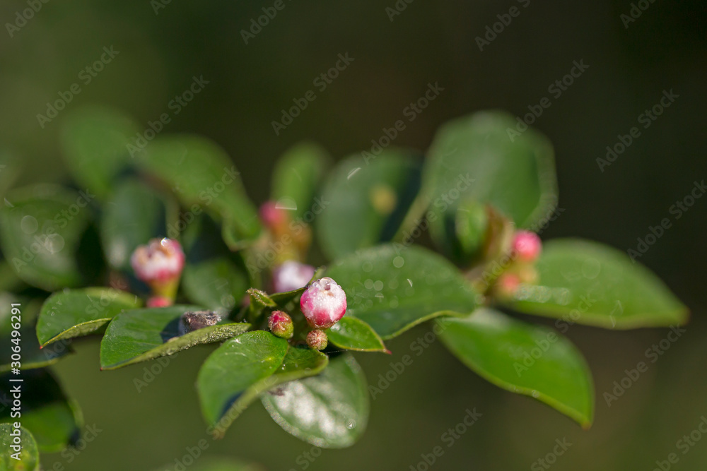 Cotoneaster integerrimus, the common cotoneaster, is a species of Cotoneaster native to central and eastern Europe. Branches with common cotoneaster flowers. Cotoneaster integerrimus, the common cotoneaster, is a species of Cotoneaster native to central and eastern Europe. Branches with common cotoneaster flowers.