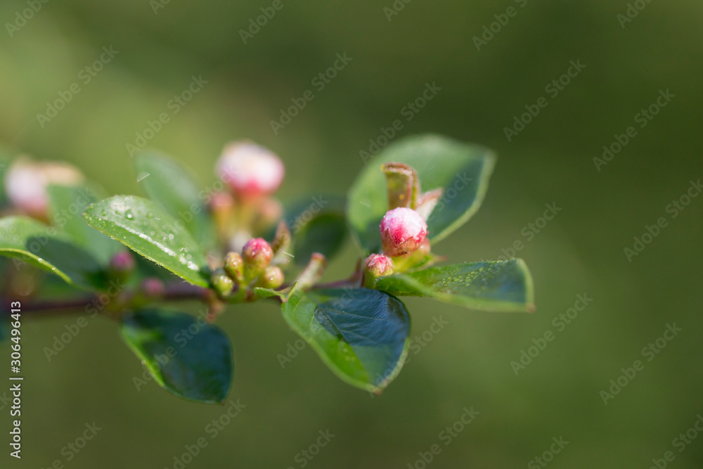 Cotoneaster integerrimus, the common cotoneaster, is a species of Cotoneaster native to central and eastern Europe. Branches with common cotoneaster flowers. Cotoneaster integerrimus, the common cotoneaster, is a species of Cotoneaster native to central and eastern Europe. Branches with common cotoneaster flowers.